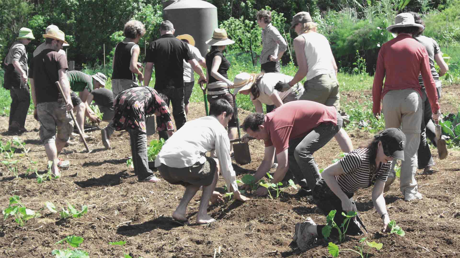 Auckland Permaculture Workshop 3